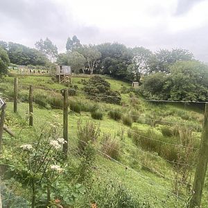 Sitatunga enclosure 020822