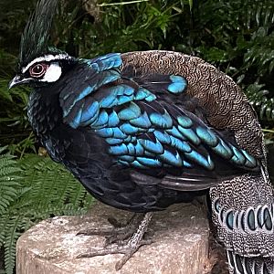 Palawan peacock pheasant 020822