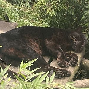 Black leopard 020822