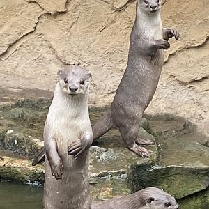 Indochinese smooth-coated otters 020822