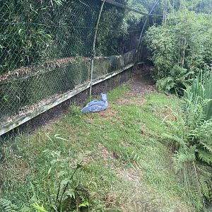 Shoebill enclosure 020822
