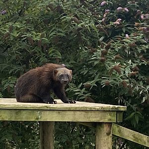 Eurasian wolverine 020822