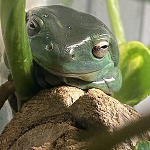 Australian green tree frog 020822