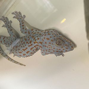 Tokay gecko 020822
