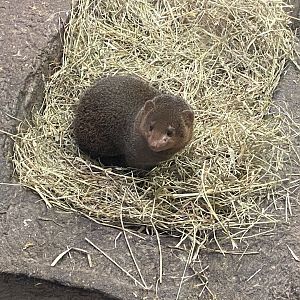 Dwarf mongoose 020822