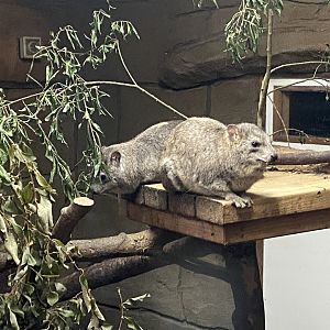 Arabian rock hyraxes 020822