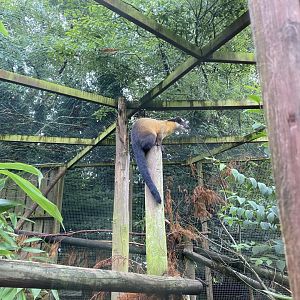 Northern yellow-throated marten 020822