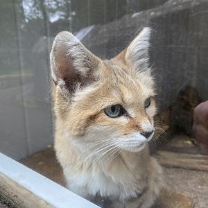 Arabian sand cat 020822