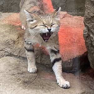 Arabian sand cat 020822