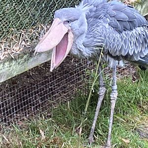 Shoebill 020822