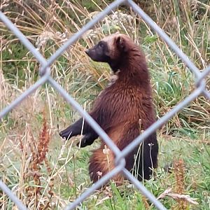 Eurasian wolverine 020822