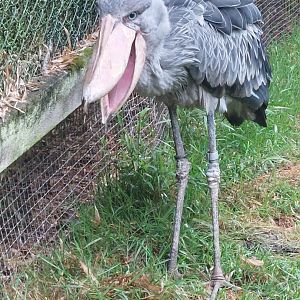 Shoebill 020822