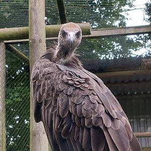 Hooded vulture 020822