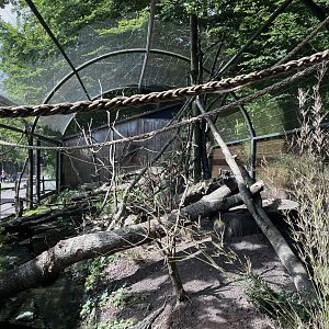 Ring-tailed Lemur Exhibit