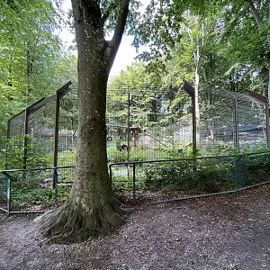 European Lynx Exhibit