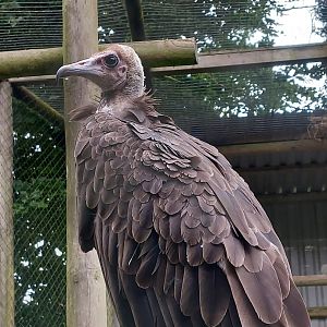 Hooded vulture 020822