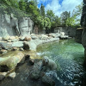 Polar Bear Exhibit - 3 bears