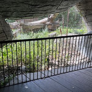 Sumatran Tiger Exhibit