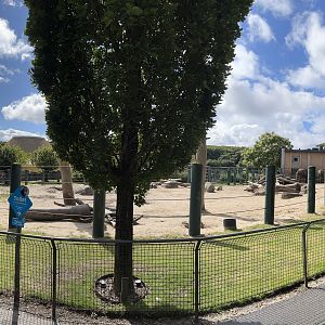 African Elephant Exhibit