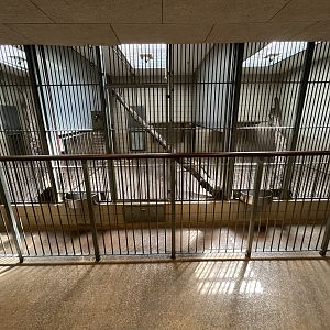 Sumatran Tiger Indoor Exhibit