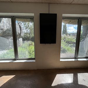 Asiatic Lion Exhibit