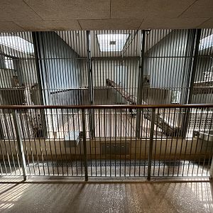 Asiatic Lion Indoor Exhibit