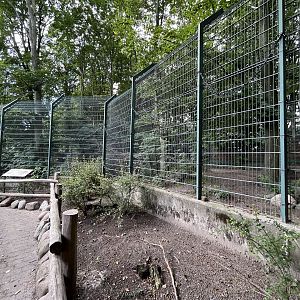 African Wild Dog Exhibit