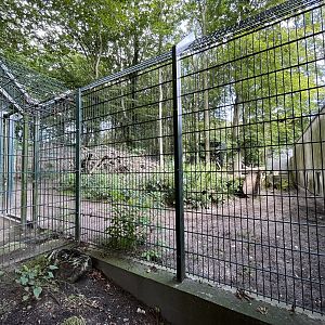 African Wild Dog Exhibit