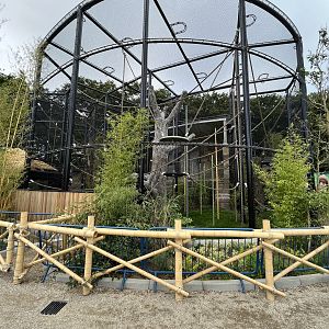 Bornean Orangutan Exhibit - New in 2022