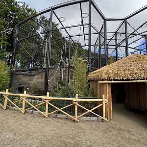 Bornean Orangutan Exhibit - New in 2022