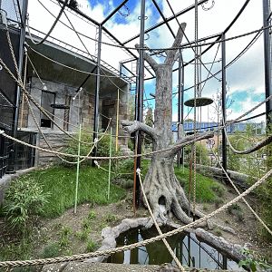 Bornean Orangutan Exhibit - New in 2022