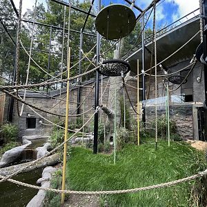 Bornean Orangutan Exhibit - New in 2022