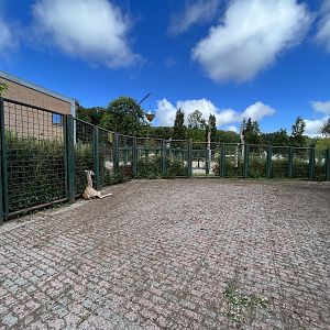 Giraffe Side Yard - baby giraffe