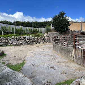 Grevy’s Zebra Exhibit- side yard