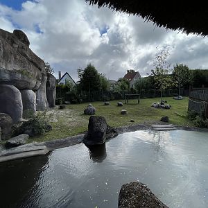 Pygmy Hippo Exhibit