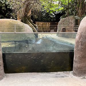 Pygmy Hippo House