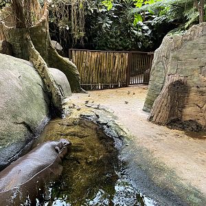 Pygmy Hippo House