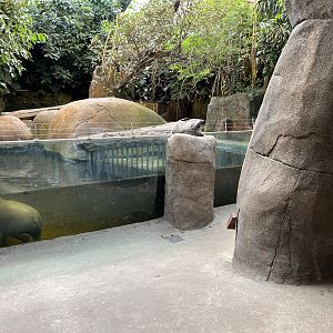 Pygmy Hippo House