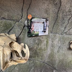 Hippo Skulls - free to touch