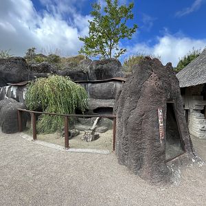 Dwarf Mongoose Exhibit