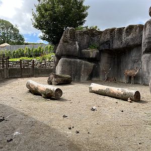 Greater Kudu Exhibit - side yard