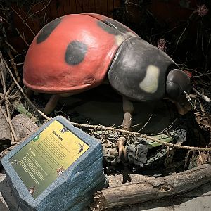Giant Ladybird