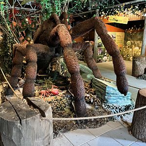 Giant Bird-eating Spider