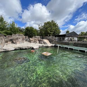 California Sea Lion Exhibit