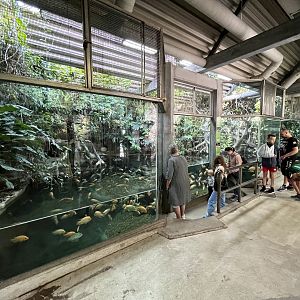 Tropical House - Black Caiman Exhibit #1