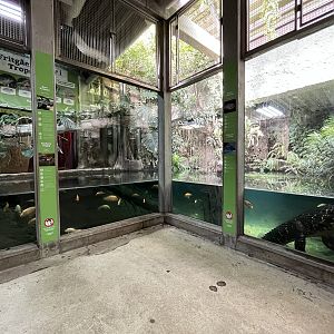 Tropical House - Black Caiman Exhibit #2