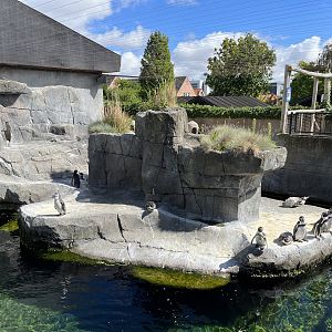 Humboldt Penguin Exhibit