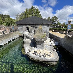 Humboldt Penguin Exhibit