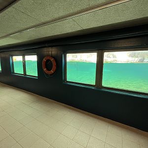 California Sea Lion Exhibit