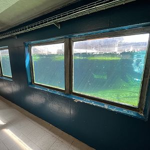 Humboldt Penguin Exhibit